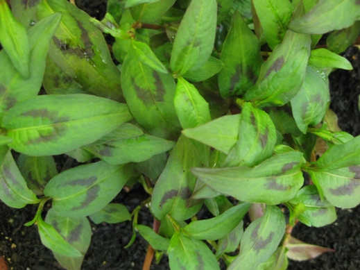 img.jsp?l=persicaria_viet_lrg.jpg