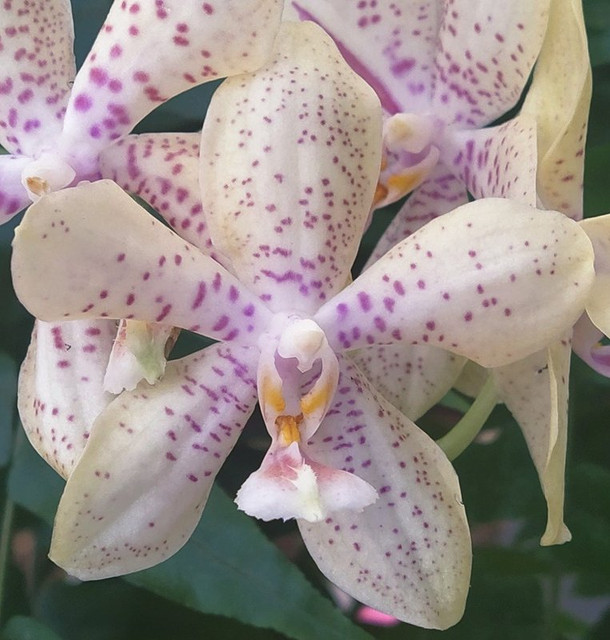 IMG-phal-noid-gustavo.jpg