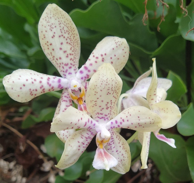 IMG-phal-noid-gustavo-peq.jpg