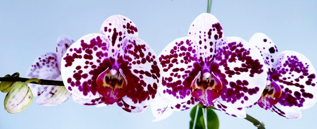 IMG-phal-noid-maricristo.jpg
