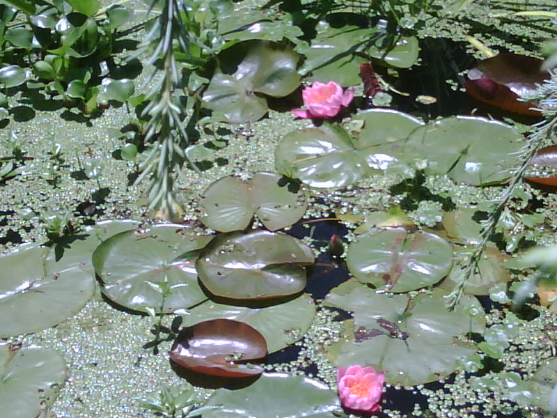 IMG00020-20091130-1210.jpg