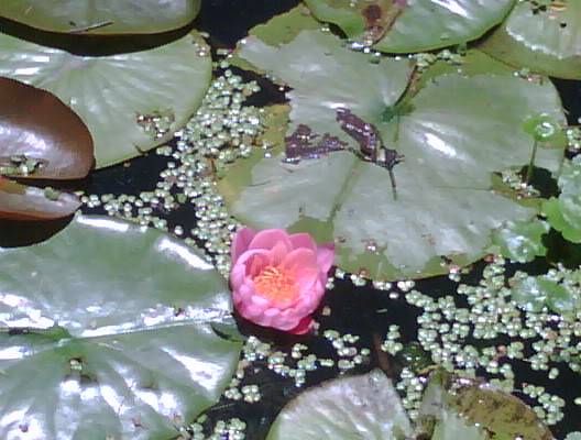 IMG00021-20091130-1211.jpg