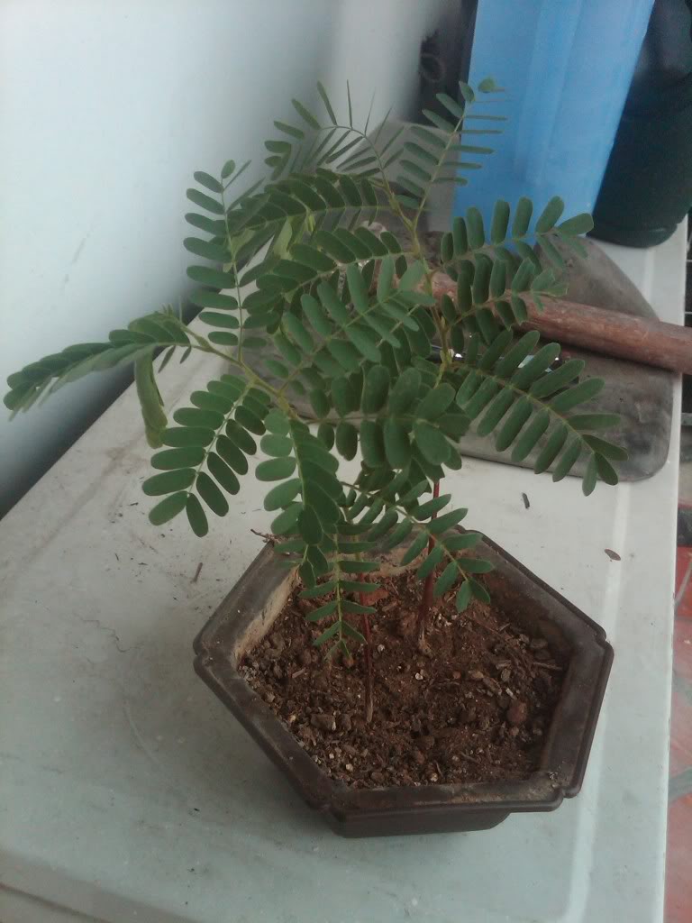 IMG00057-20120319-1654.jpg