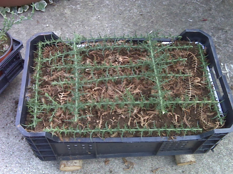IMG00058.jpg