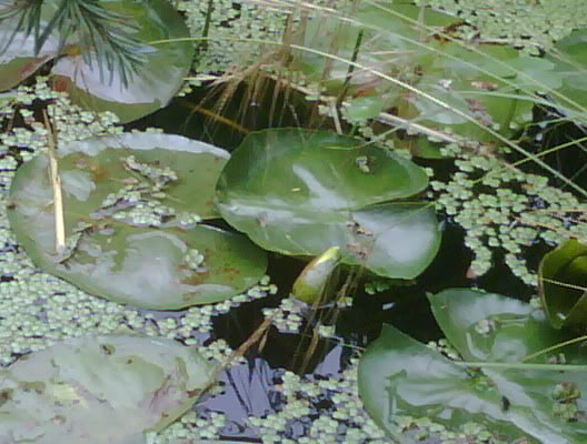 IMG00060-20091211-1240.jpg