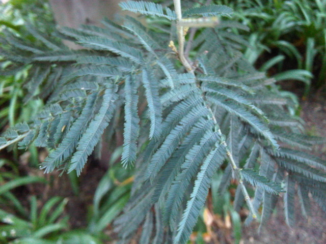 IMG00064-20120809-1645.jpg