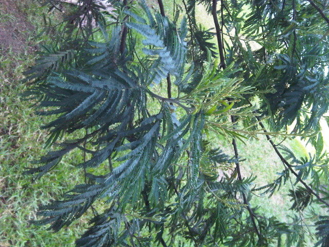 IMG00065-20120809-1646.jpg