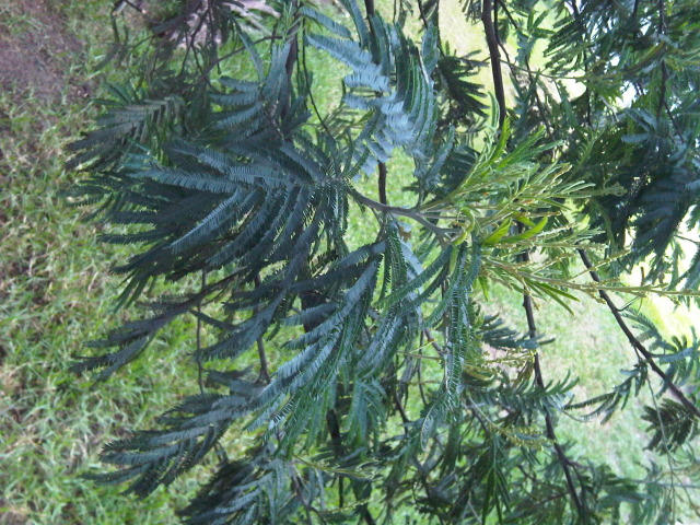 IMG00066-20120809-1646.jpg