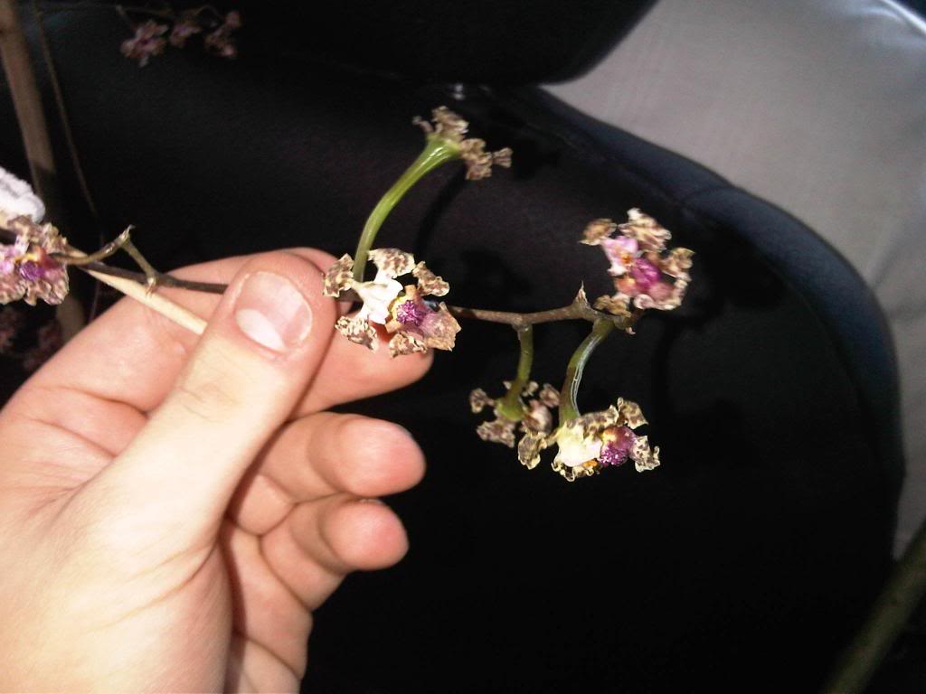 IMG00093-20140601-1642_zps1f65576f.jpg