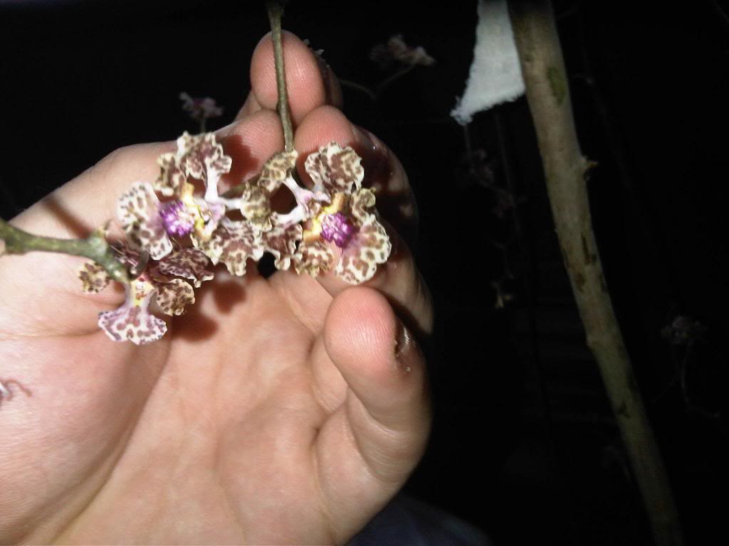 IMG00095-20140601-1643_zpsebc2e079.jpg