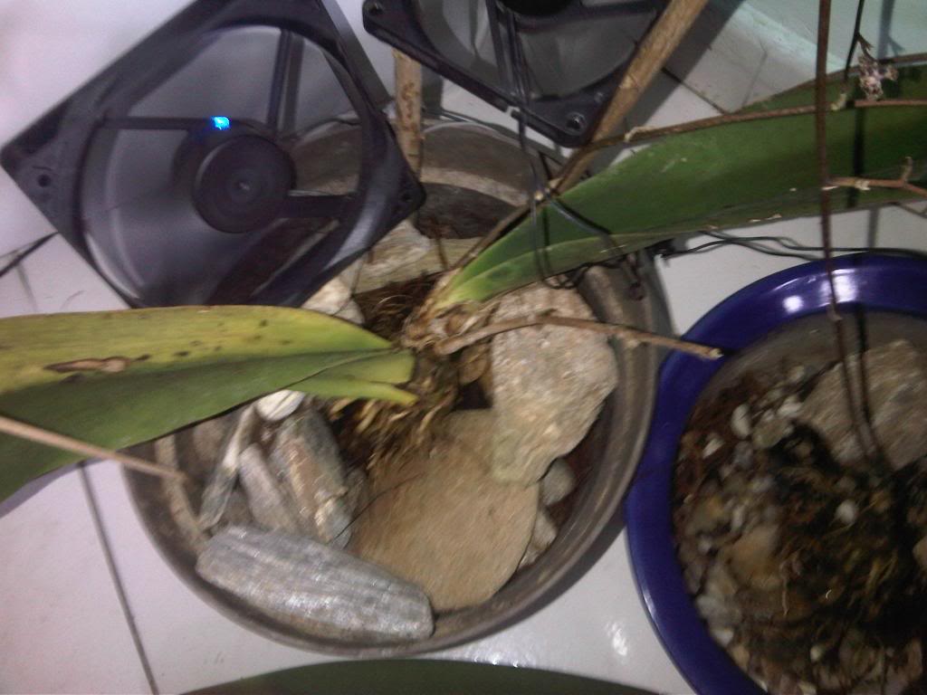 IMG00117-20140607-1132_zps861564ac.jpg