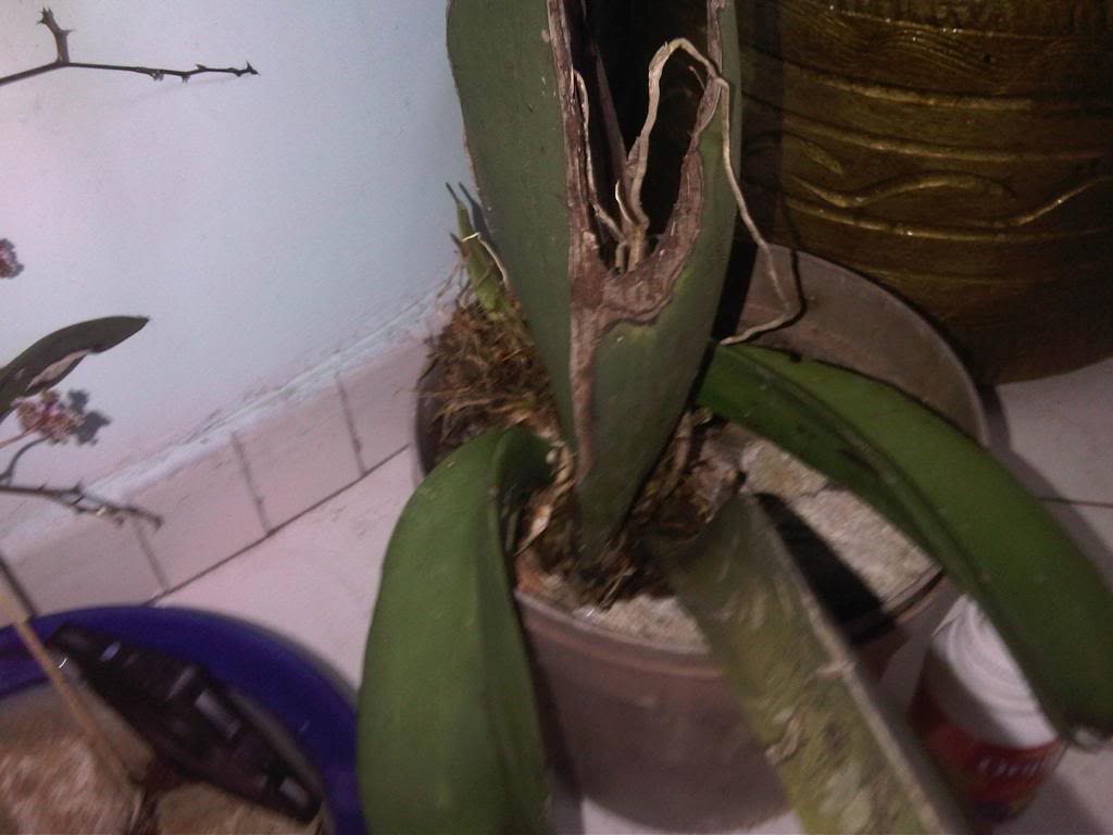IMG00120-20140607-1133_zps038a2d37.jpg