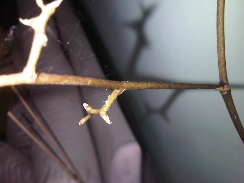 IMG00123-20140607-1133_zpse66ba1b8.jpg