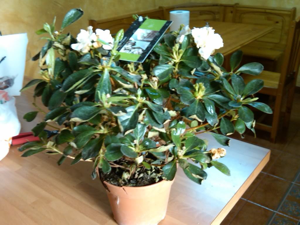 IMG00143-20100514-1625.jpg