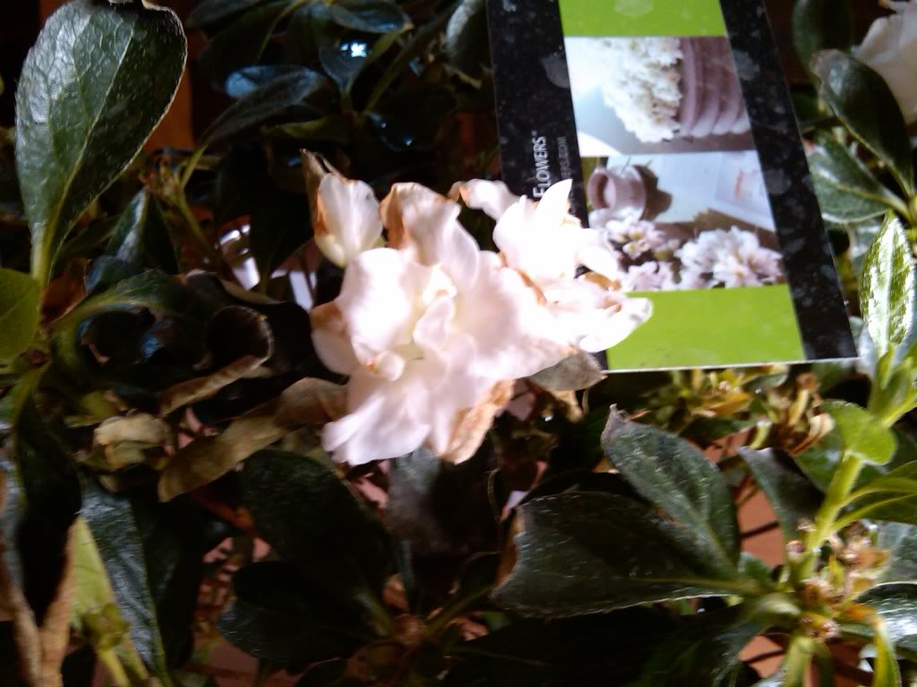 IMG00144-20100514-1625.jpg