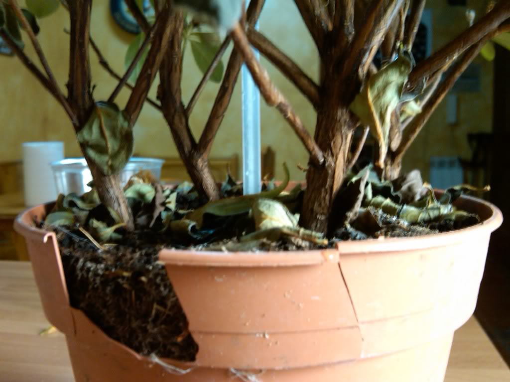IMG00145-20100514-1626.jpg