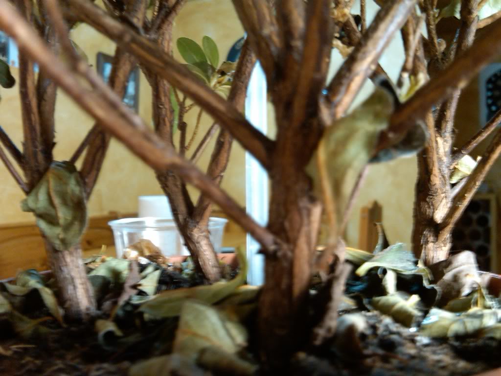 IMG00146-20100514-1626.jpg