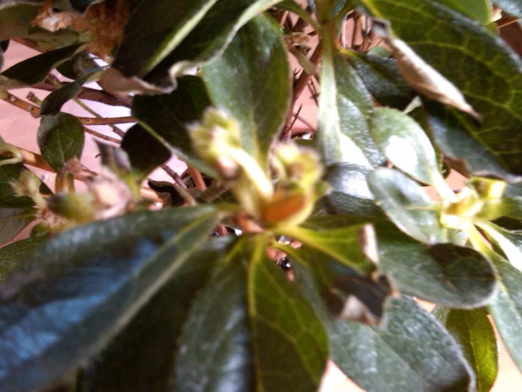 IMG00147-20100514-1627.jpg