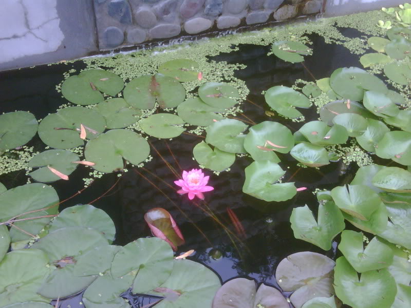 IMG00152-20091227-1008.jpg