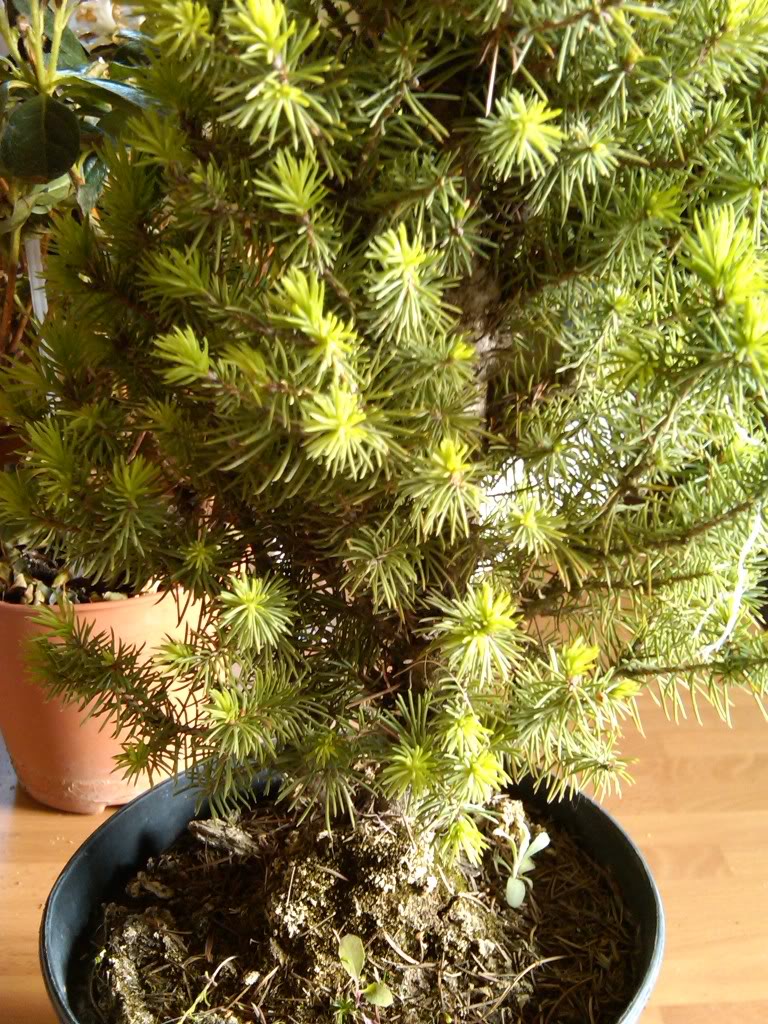 IMG00155-20100514-1630.jpg