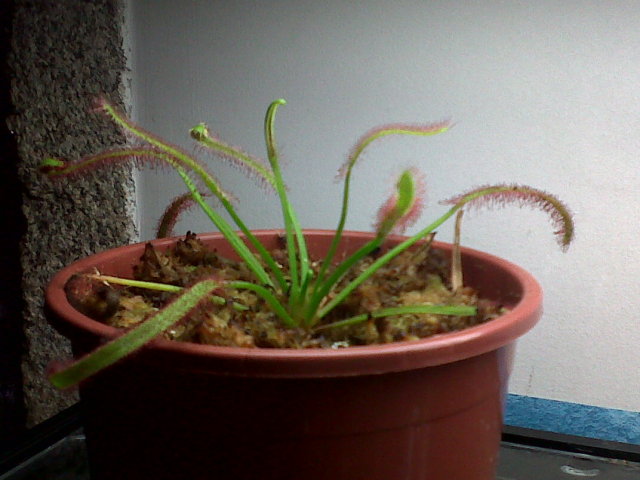 IMG00161-20120606-1214.jpg