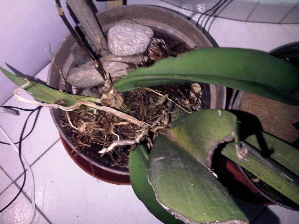 IMG00176-20140618-0026_zpseed221c2.jpg