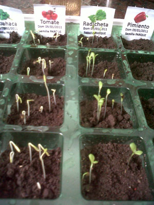 IMG00196-20110113-0836.jpg