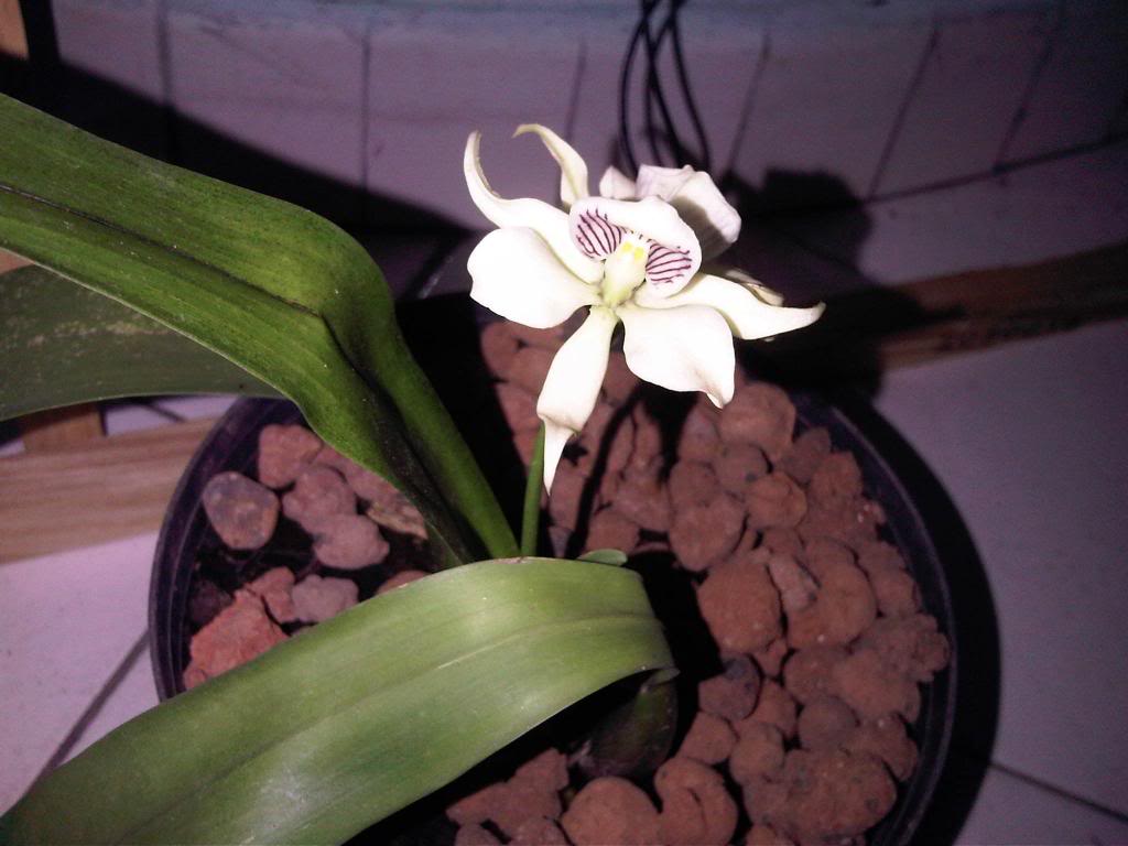 IMG00197-20140621-1945_zps22e97d5f.jpg