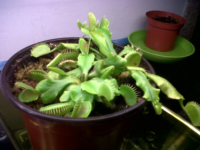 IMG00201-20120612-1828.jpg