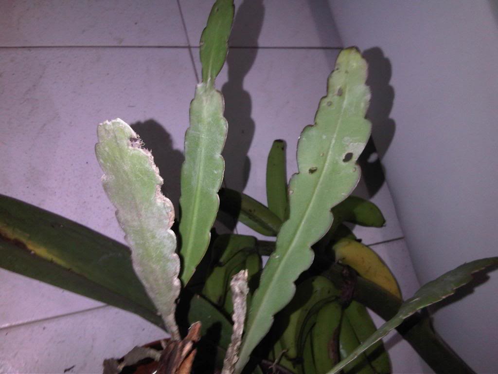 IMG00201-20140621-1945_zps1f8a6698.jpg