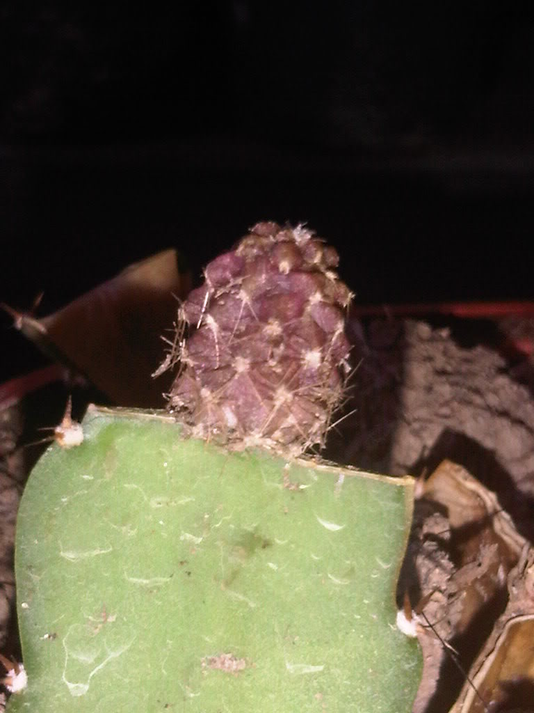 IMG00207-20110511-1759-2.jpg