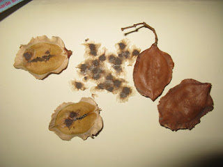 img0020eo.jpg