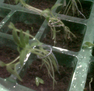 IMG00211-20110116-2215.jpg