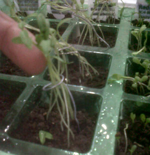 IMG00212-20110116-2216.jpg