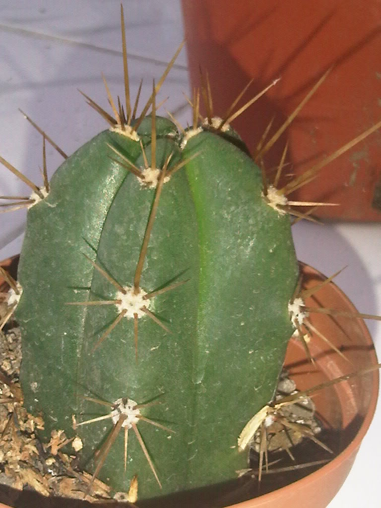 IMG00217-20110511-1803-2.jpg