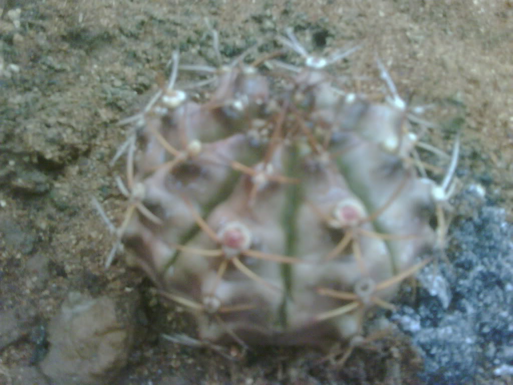 IMG00220-20120217-1402.jpg