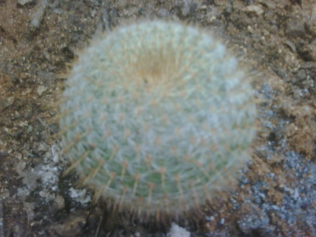 IMG00221-20120217-1402.jpg