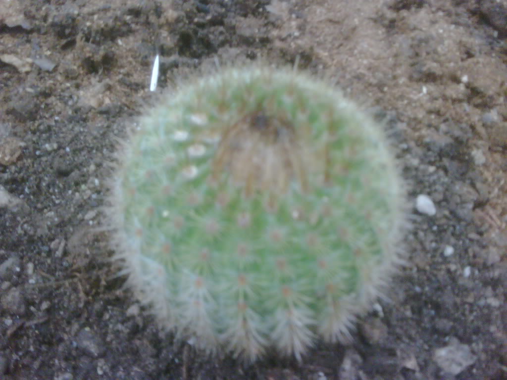 IMG00222-20120217-1402.jpg