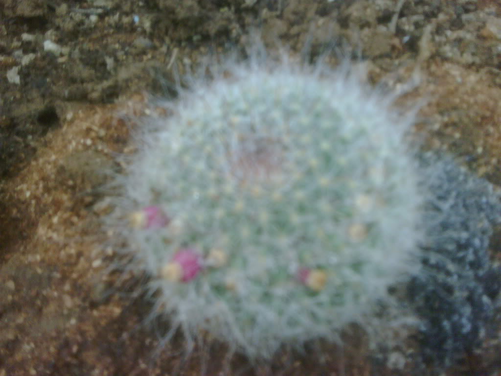 IMG00223-20120217-1402.jpg