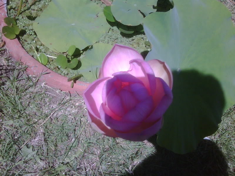 IMG00232-20100108-1119.jpg