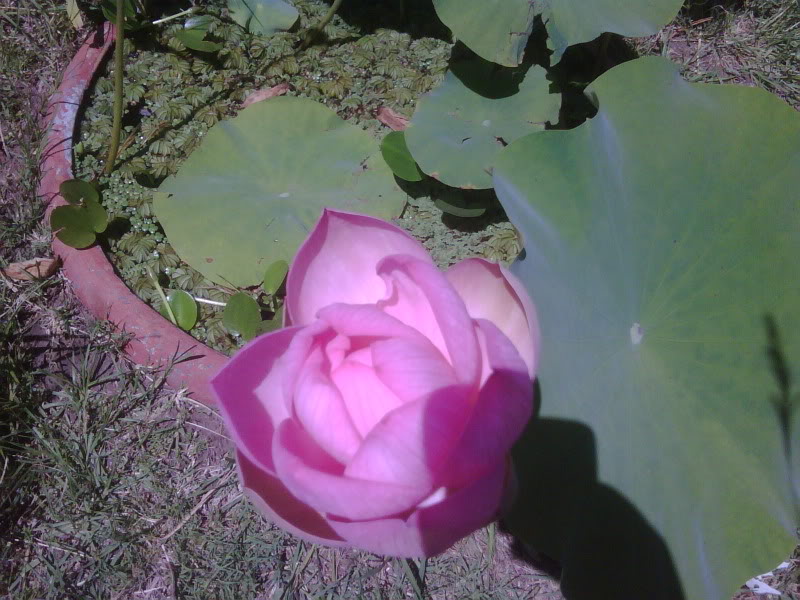IMG00233-20100108-1120.jpg
