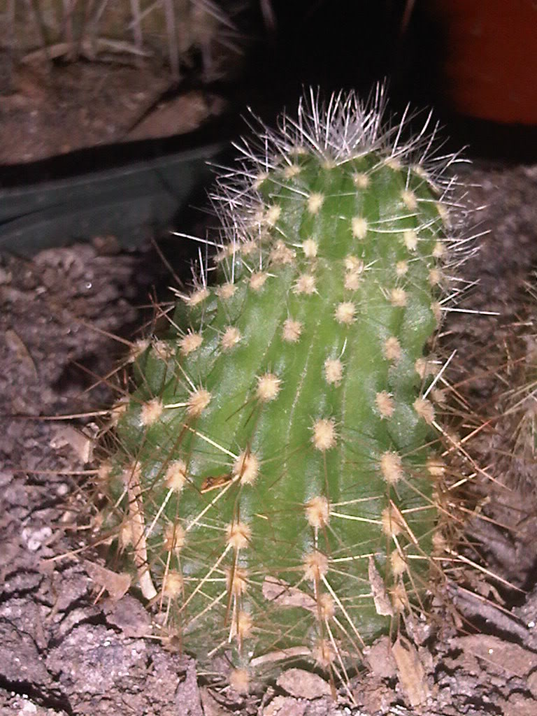 IMG00239-20110511-1807-1.jpg