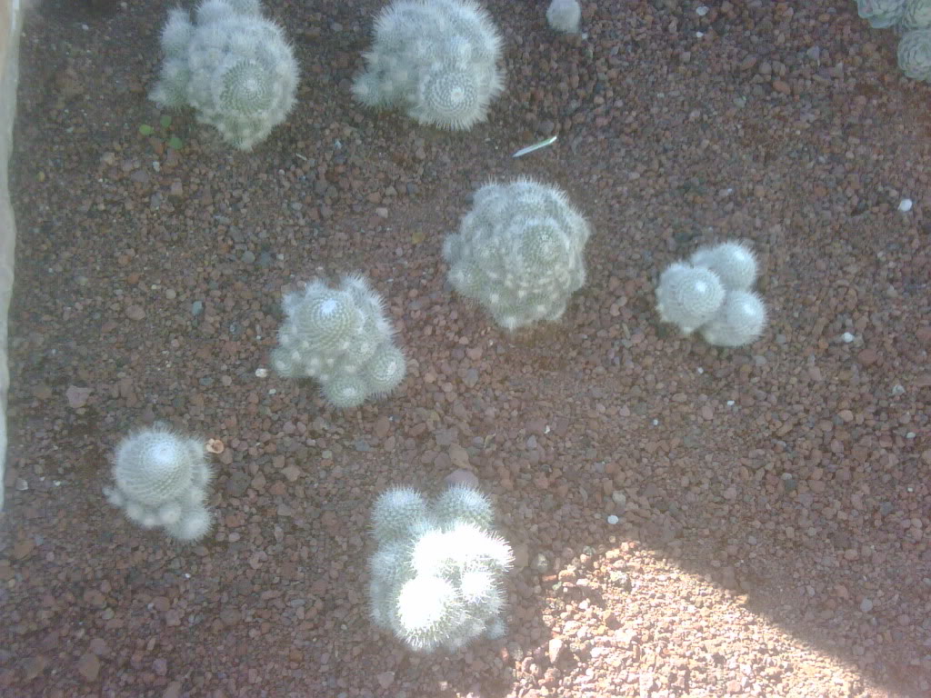 IMG00239-20120220-1021.jpg