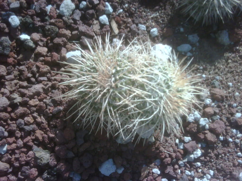 IMG00247-20120220-1023.jpg