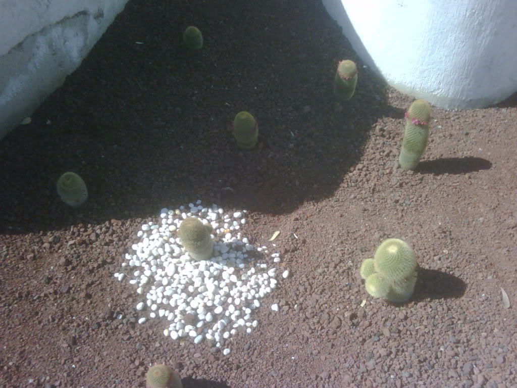 IMG00251-20120220-1025.jpg