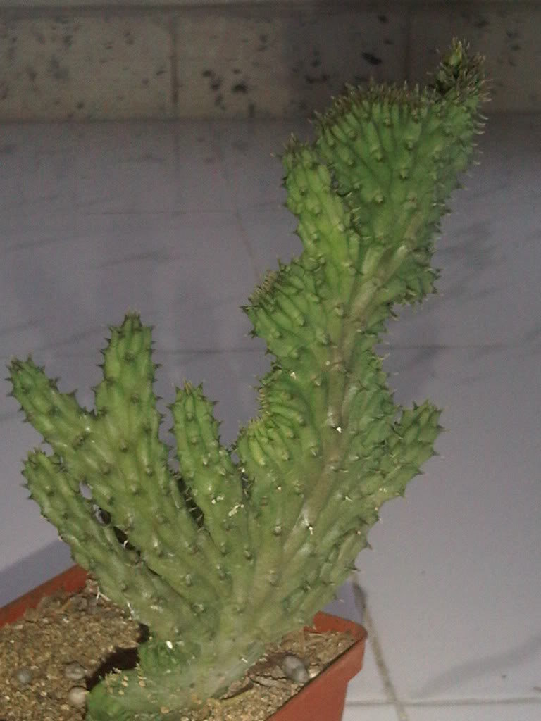 IMG00252-20110511-1810-1.jpg