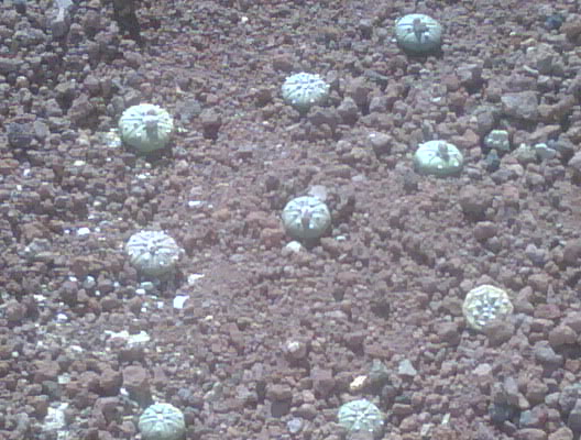IMG00261-20120220-1028.jpg