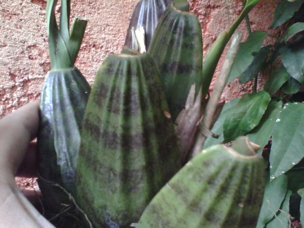 IMG0027A.jpg
