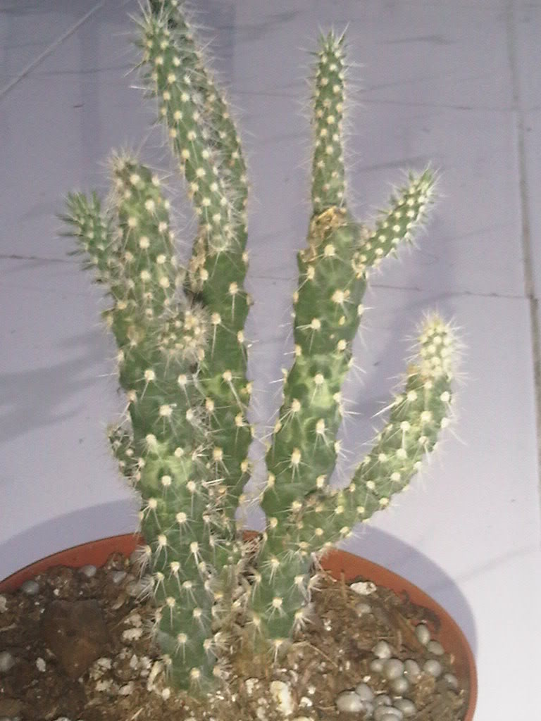 IMG00291-20110511-1820.jpg
