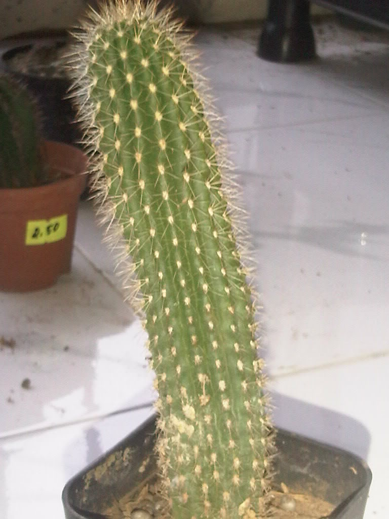 IMG00297-20110511-1822.jpg
